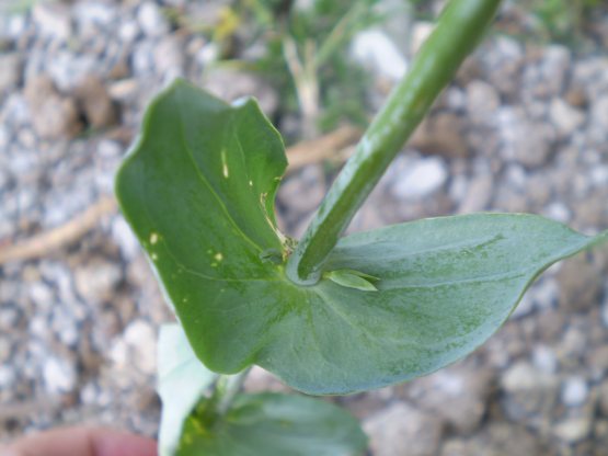 Blackstonia perfoliata