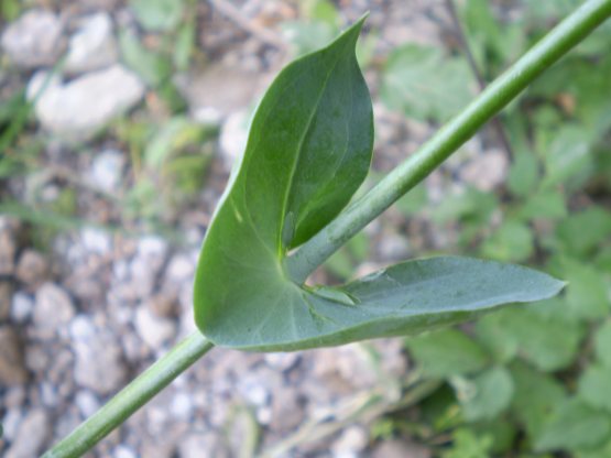 Blackstonia perfoliata