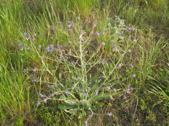 Anchusa azurea