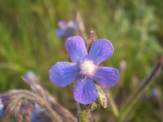 Anchusa azurea