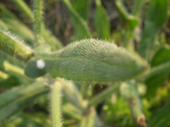 Anchusa azurea