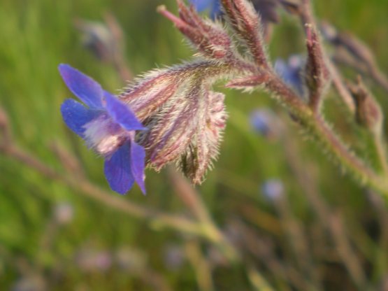 Anchusa azurea