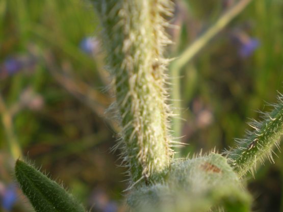 Anchusa azurea