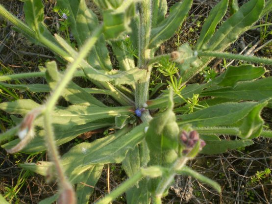 Anchusa azurea