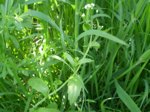 brassicaceae: fiori minuscoli - Calepina irregularis