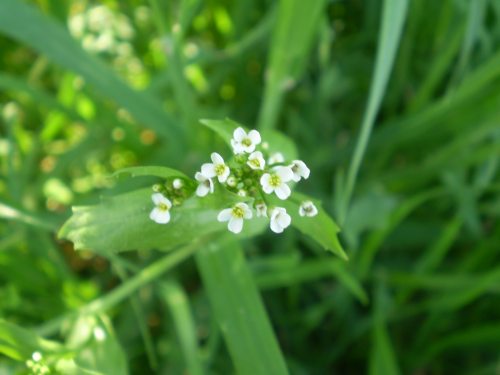 brassicaceae: fiori minuscoli - Calepina irregularis