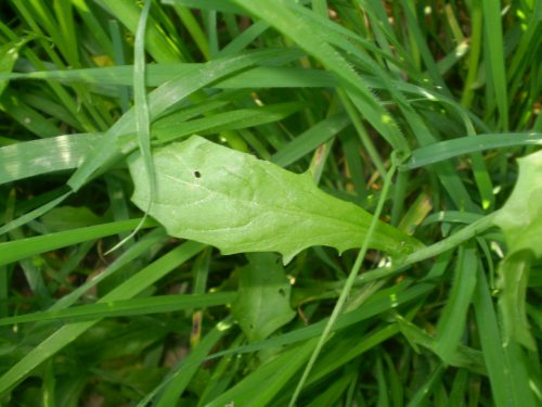 brassicaceae: fiori minuscoli - Calepina irregularis