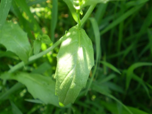 brassicaceae: fiori minuscoli - Calepina irregularis