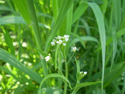 brassicaceae: fiori minuscoli - Calepina irregularis