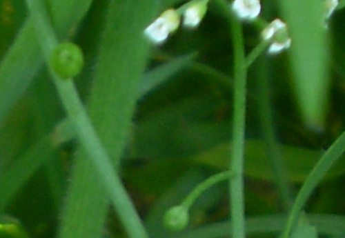 brassicaceae: fiori minuscoli - Calepina irregularis