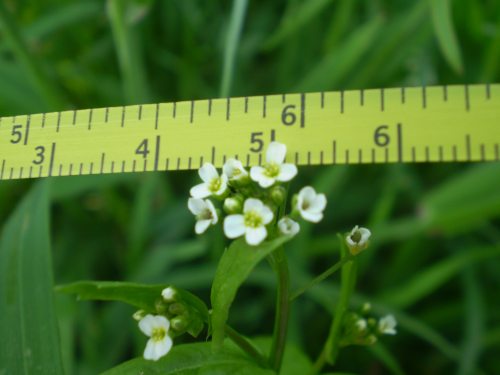 brassicaceae: fiori minuscoli - Calepina irregularis