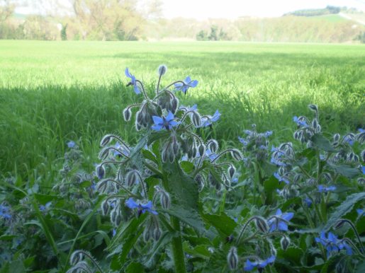 Borago officinalis