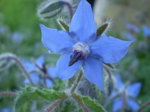 Borago officinalis