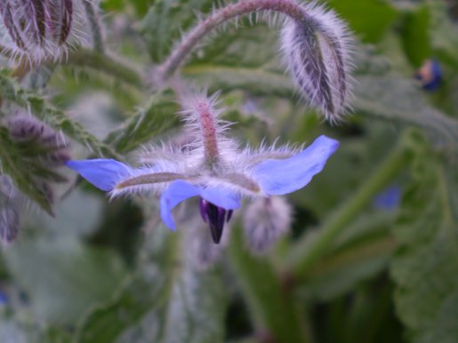 Borago officinalis