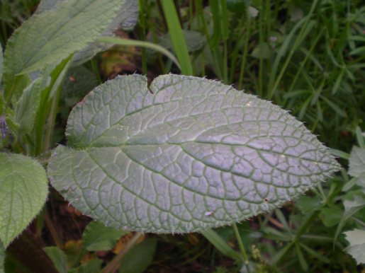 Borago officinalis