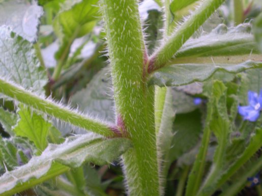 Borago officinalis