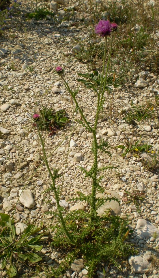 Carduus nutans e fasciazione