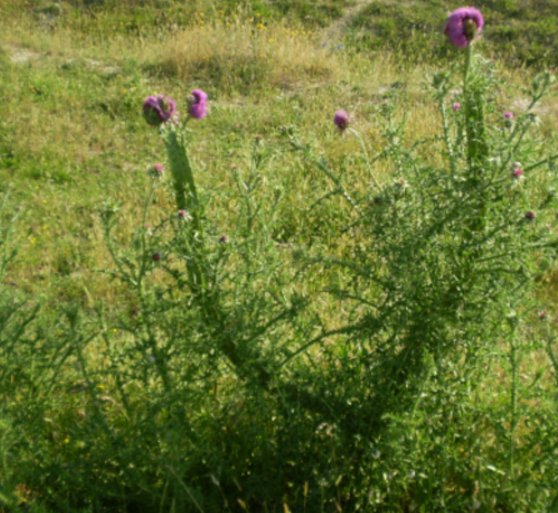 Carduus nutans e fasciazione