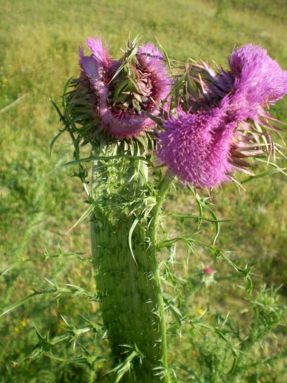 Carduus nutans e fasciazione