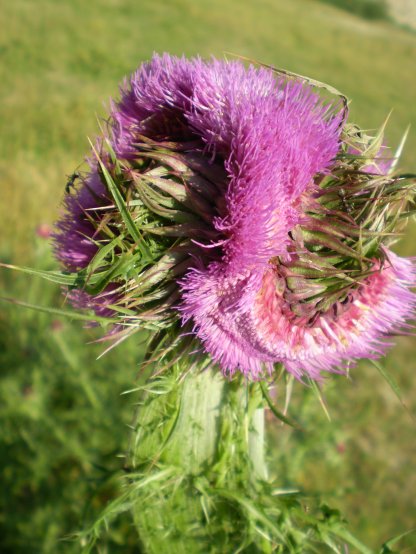 Carduus nutans e fasciazione