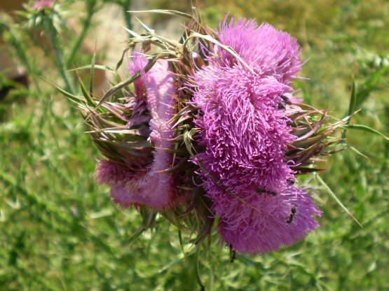 Carduus nutans e fasciazione