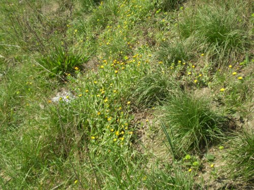 Calendula arvensis