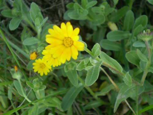 Calendula arvensis