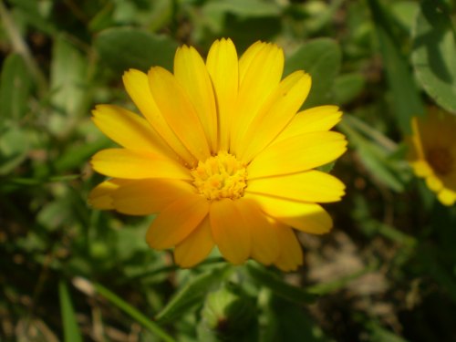 Calendula arvensis