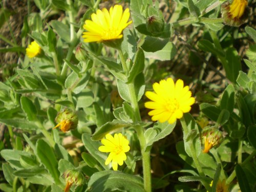 Calendula arvensis