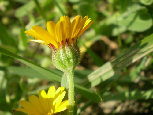 Calendula arvensis