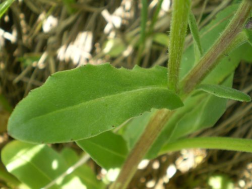 Calendula arvensis