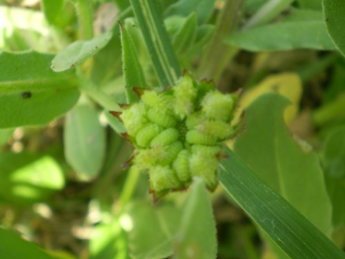 Calendula arvensis