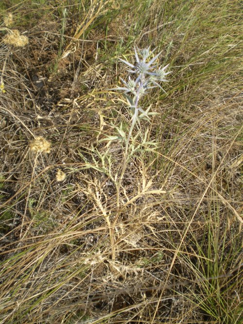 Eryngium ametisthynum - calcatreppola ametistina