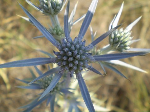 Eryngium ametisthynum - calcatreppola ametistina