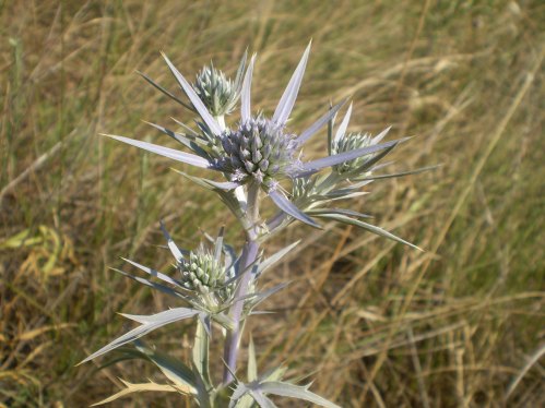 Eryngium ametisthynum - calcatreppola ametistina