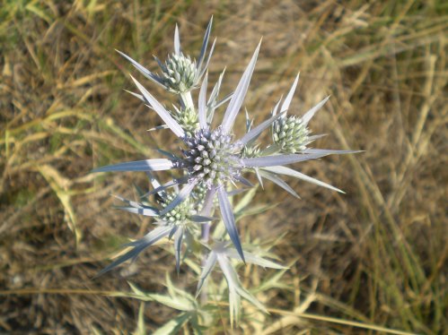 Eryngium ametisthynum - calcatreppola ametistina