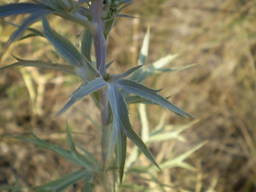 Eryngium ametisthynum - calcatreppola ametistina