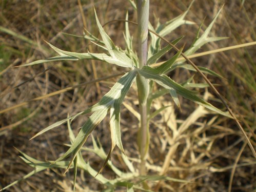 Eryngium ametisthynum - calcatreppola ametistina