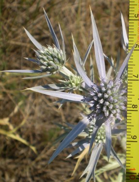 Eryngium ametisthynum - calcatreppola ametistina