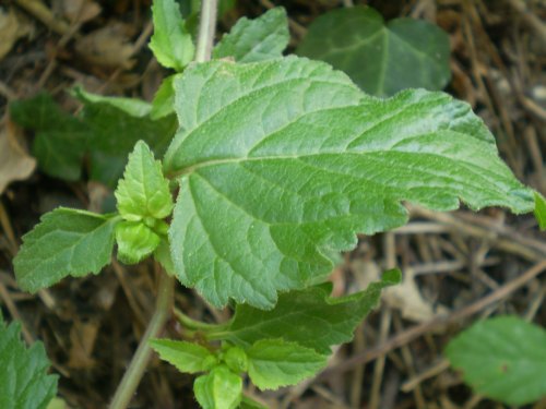 Campanula trachelium