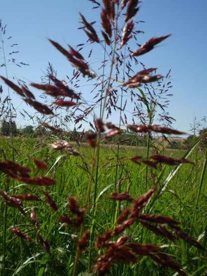 Sorghum halepense / Sorgo selvatico