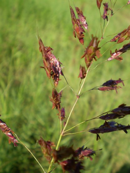 Sorghum halepense / Sorgo selvatico