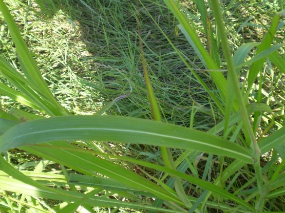 Sorghum halepense / Sorgo selvatico