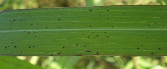 Sorghum halepense / Sorgo selvatico