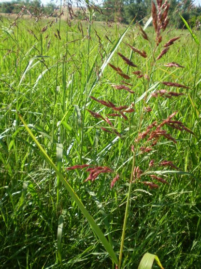 Sorghum halepense / Sorgo selvatico