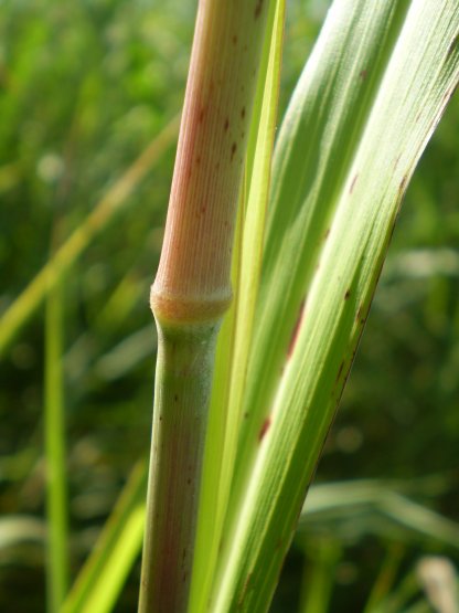 Sorghum halepense / Sorgo selvatico