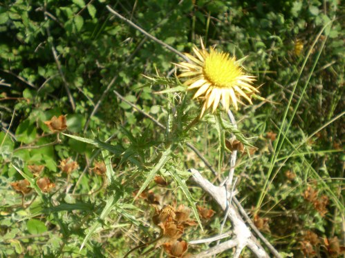 Carlina corymbosa