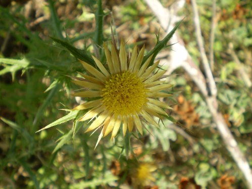 Carlina corymbosa