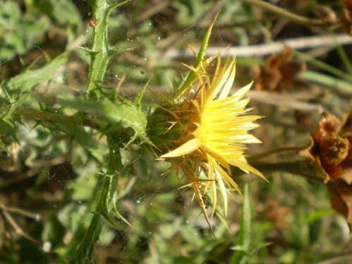 Carlina corymbosa