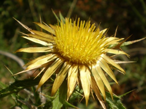 Carlina corymbosa